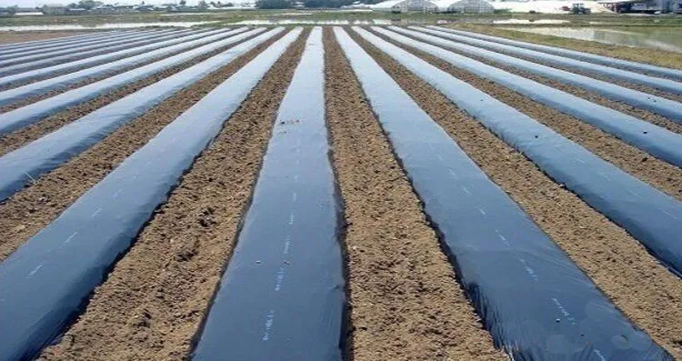 14216531546_25123838