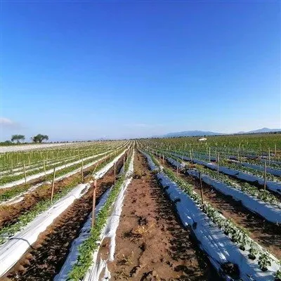 Film per pacciamatura compostabile