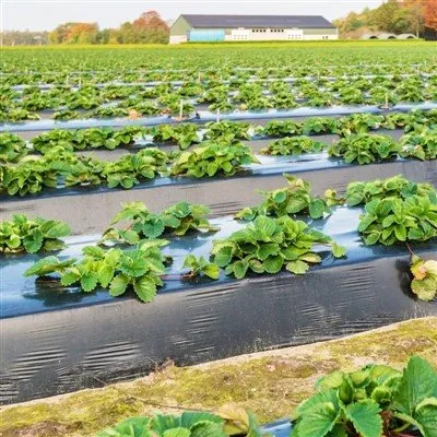 Pellicola per pacciamatura da giardino