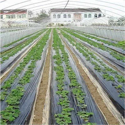 Foglio pacciamatura con fori